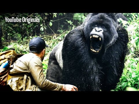 What Challenges Does Gorilla Conservation Face in Congo? thumbnail