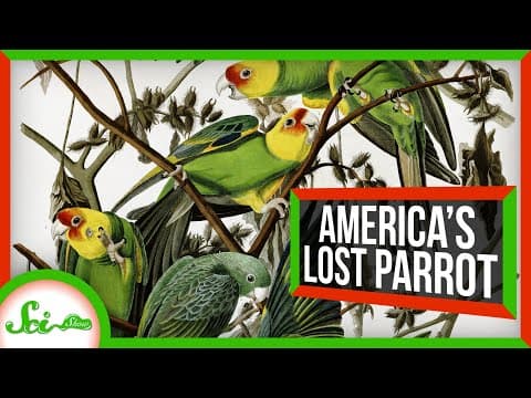 North America's Lost Parrot thumbnail
