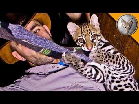 Ocelot Steals My Socks! thumbnail