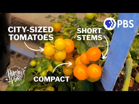 How Tomatoes are Revolutionizing Urban Farming thumbnail