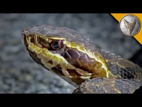 What Snakes Can You Find Night-Herping in Florida? thumbnail