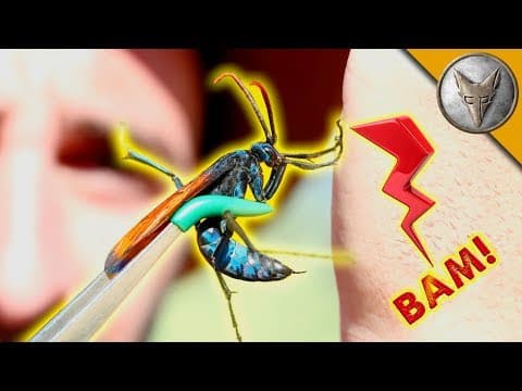 What Are the Most Painful Insect Stings? thumbnail