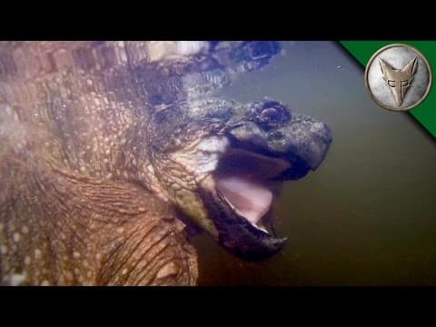 How Did Team X Capture the Legendary Stump Beak Turtle? thumbnail