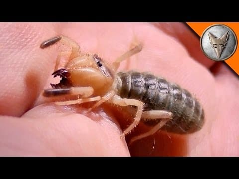 What Desert Creatures Can You Find at Night? thumbnail