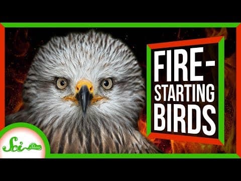 Firehawks: Nature's Arsonists thumbnail