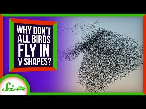Why Don't All Birds Fly in V Shapes? thumbnail