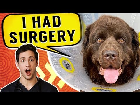 Bear Had Surgery | Gentle Giant Newfie Puppy thumbnail