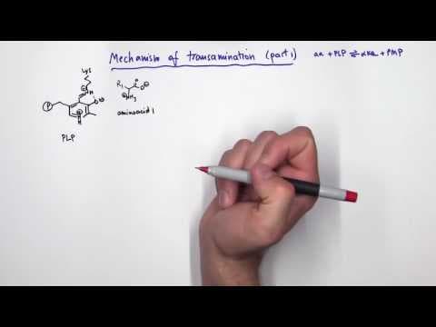 PLP (Pyridoxal Phosphate) Reactions thumbnail