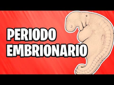 ✅ PERIODO EMBRIONARIO | DE LA TERCERA A LA OCTAVA SEMANA  📚 ORGANOGÉNESIS | CAPAS GERMINALES thumbnail
