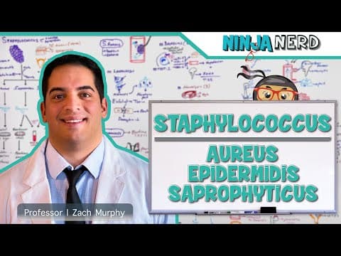 Staphylococcus: Aureus, Epidermidis, Saprophyticus thumbnail