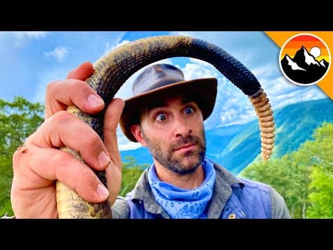 What Did We Discover Inside a Rattlesnake's Rattle? thumbnail