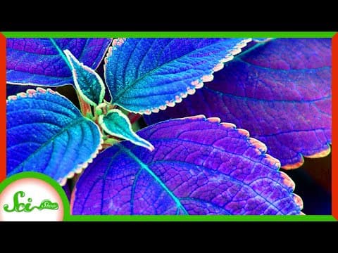 How Can Photosynthesis Occur Without Sunlight? thumbnail