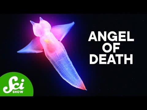 What Are Sea Angels and How Do They Hunt? thumbnail