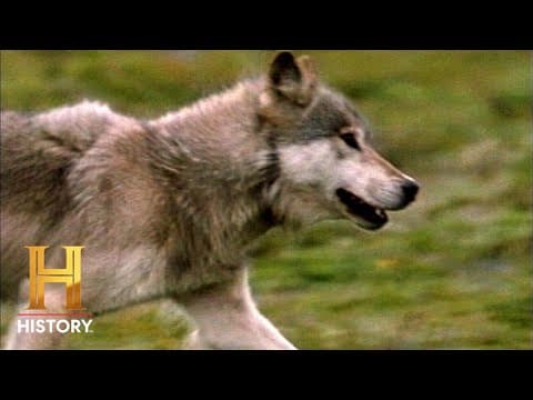 Life After People: Wolves Invade Homes in Post-Human World (Season 1) | History thumbnail