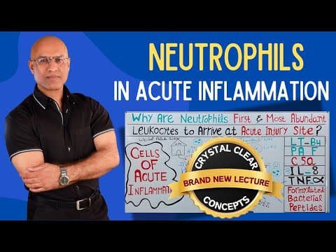 Neutrophils in Acute Injury | Hematology | Pathology thumbnail