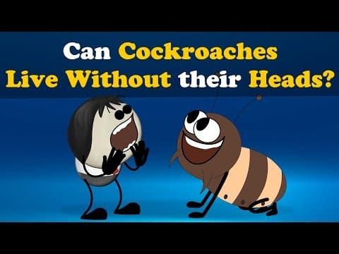 Can Cockroaches live without their Heads? + more videos | #aumsum #kids #education #children thumbnail
