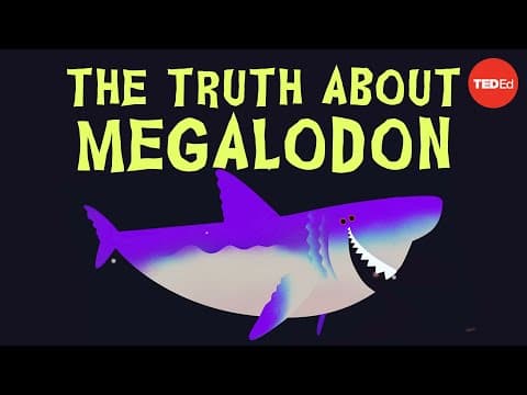 What Caused the Extinction of Megalodon Sharks? thumbnail