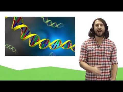 Nucleic Acids: DNA and RNA thumbnail