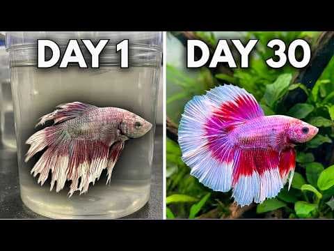 I Built a Giant Ecosphere for a Betta Fish  thumbnail