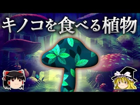 菌従属栄養植物とは？キノコを食べる植物の生態 thumbnail