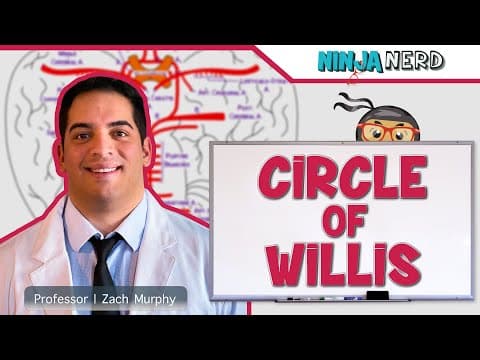 Circulatory System | Circle of Willis Circulation thumbnail