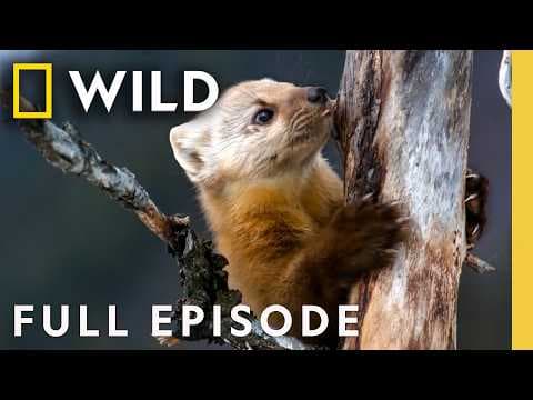 Meet the Yellowstone Scavengers (Full Episode) | America the Wild | Nat Geo Animals thumbnail