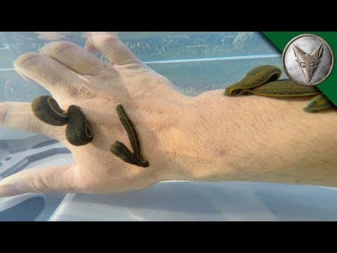 BITTEN by LEECHES! thumbnail
