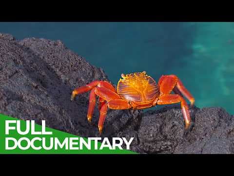 Ecuador’s Wild Side: Exceptional Amazon Wildlife | Free Documentary Nature thumbnail