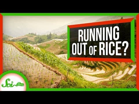 Can We Solve the Global Rice Shortage? thumbnail
