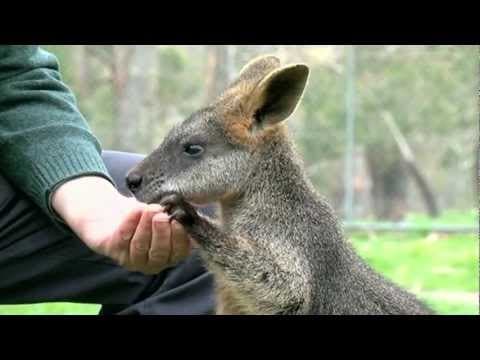 Wallabies and Methane - Periodic Table of Videos thumbnail