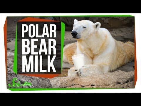 What Does Polar Bear Milk Taste Like and Why? thumbnail