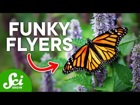5 Amazing Ways That Animals Fly thumbnail