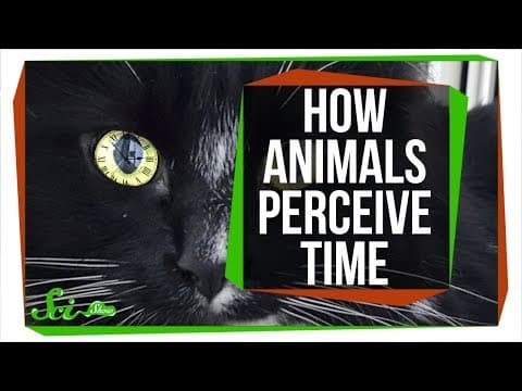 How Do Animals Perceive Time Differently Than Humans? thumbnail