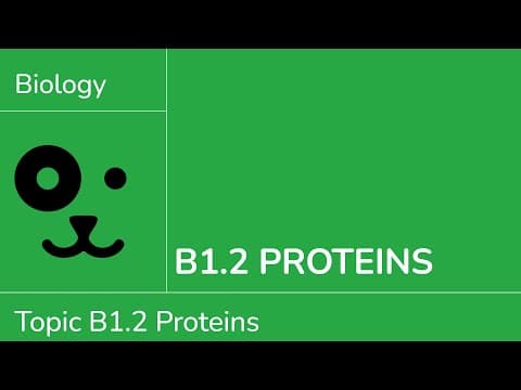 B1.2 Proteins [IB Biology SL/HL] thumbnail