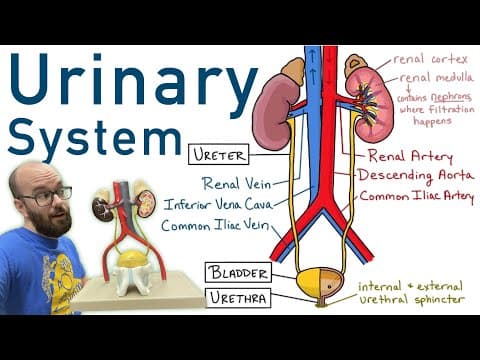 Urinary System | Structure, Function, Plastinated Kidney and Bladder, 3D Model thumbnail