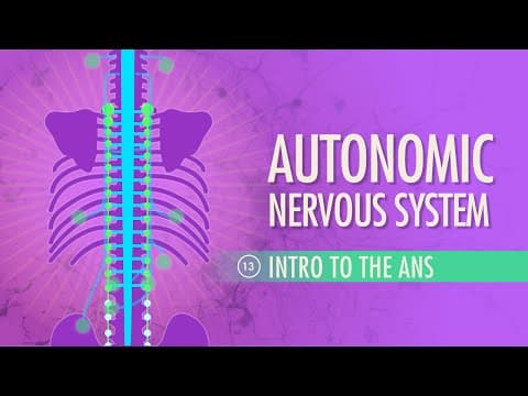 What Is the Autonomic Nervous System and Its Functions? thumbnail