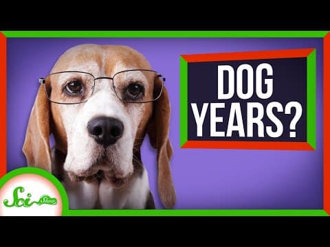 The Truth About Dog Years (Your Pupper Is Older Than You Think!) thumbnail