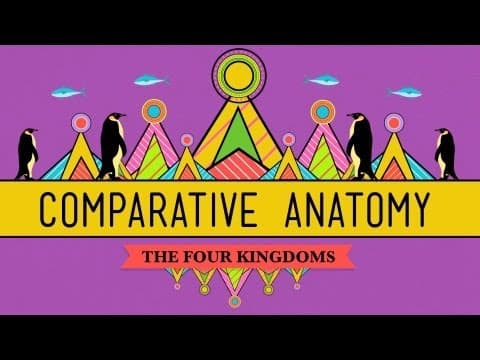 Comparative Anatomy: What Makes Us Animals - Crash Course Biology #21 thumbnail