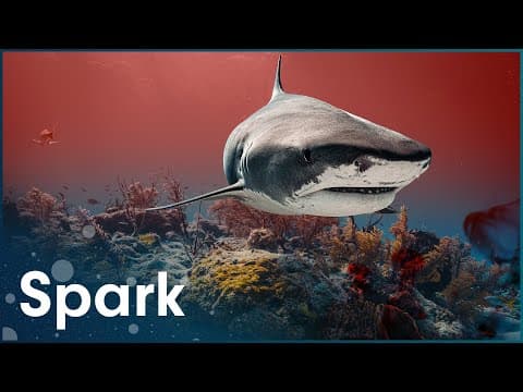 Why Do Sharks Attack Humans? thumbnail