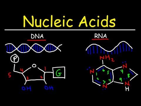 What Are Nucleic Acids and Their Key Differences? thumbnail