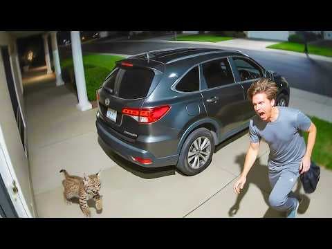 Bobcat Kitten Chases Man—When You Unexpectedly Find Yourself With the World’s Weirdest Cardio Buddy thumbnail