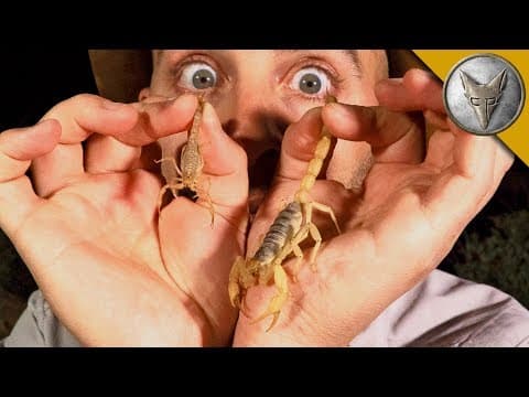 Which Scorpion Sting Hurts More: Giant Desert Hairy or Stripe-Tailed? thumbnail