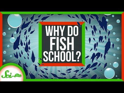 Why Do Fish School Together in Groups? thumbnail