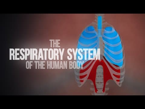 Respiratory System of the Human Body - How the Lungs Work! (Animation) thumbnail
