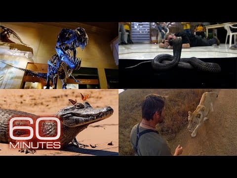 Recreating Dinosaurs; Photographing Wildlife; Up Close With Lions | 60 Minutes Full Episodes thumbnail
