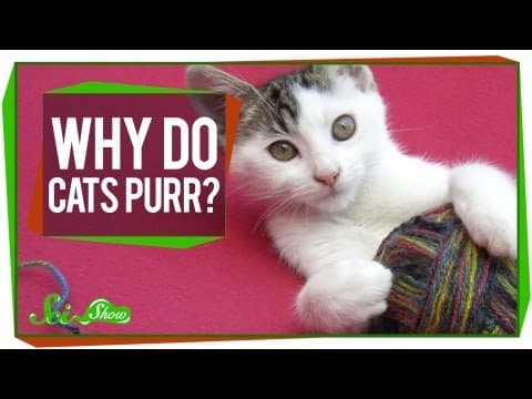 Why Do Cats Purr? thumbnail