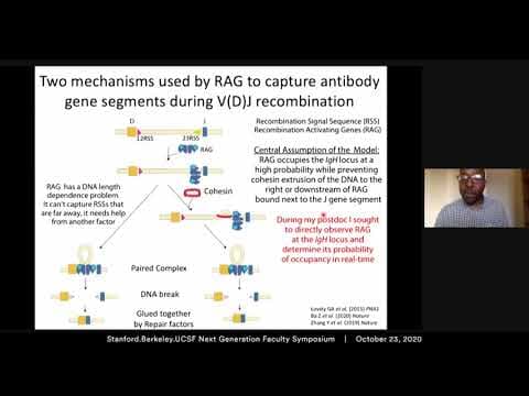 Visualizing a lymphocyte genome editor: watching RAG recombinase locate antibody genes in B cells thumbnail