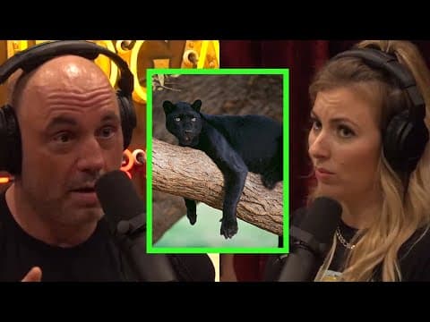 Are Black Panthers Spotted in Texas? thumbnail
