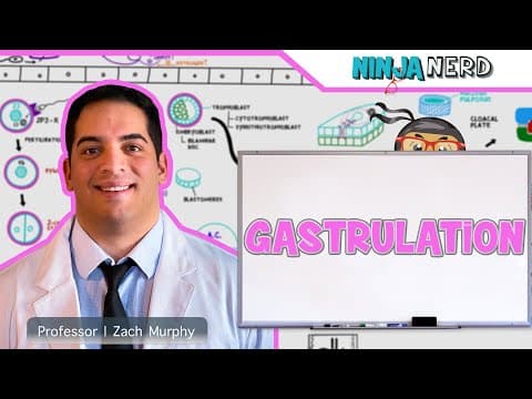 Embryology | Gastrulation thumbnail