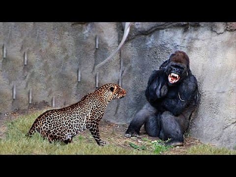 30 Times Animals Messed With The Wrong Opponent ! thumbnail